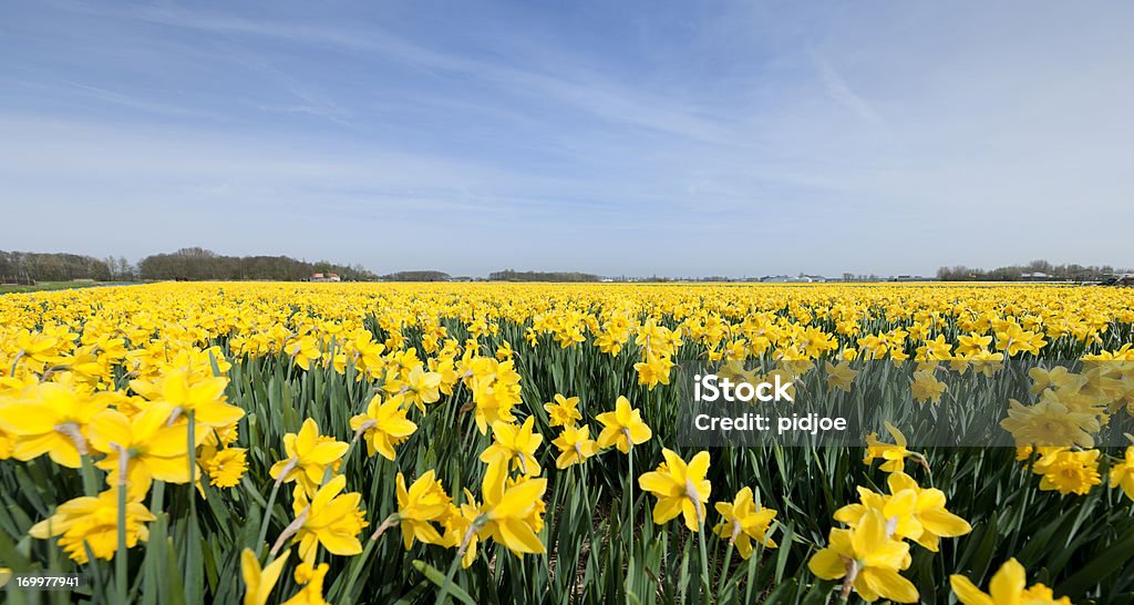 daffodils em campo de Flores - Royalty-free Narciso - Flor Foto de stock