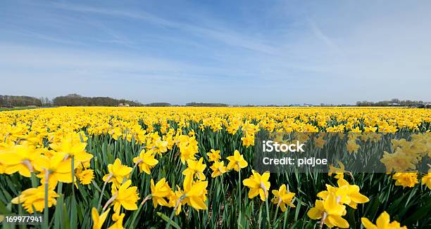 Daffodils Em Campo De Flores - Fotografias de stock e mais imagens de Narciso - Flor - Narciso - Flor, Campo agrícola, Flor
