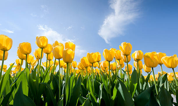 amarelo túlipas - spring tulip field flower imagens e fotografias de stock