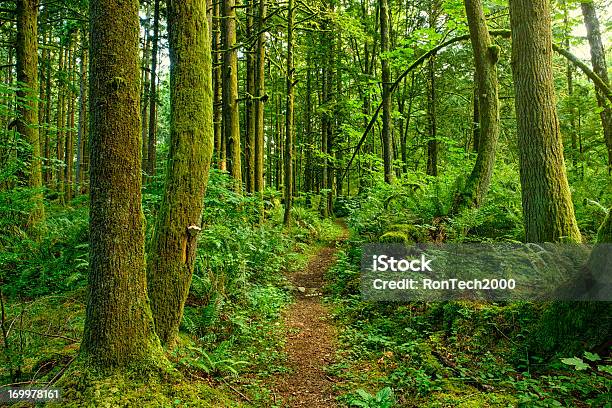 Ancient Forest Path Stock Photo - Download Image Now - Cedar Tree, Sunlight, Tall - High