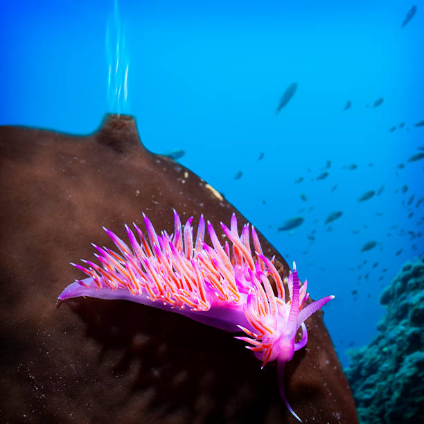 sea life - nudibranch photos et images de collection