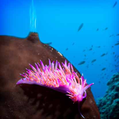 Sea Life. Nudibranch is a member of Nudibranchia, a group of soft-bodied, marine gastropod mollusks which shed their shell after their larval stage.  Very shallow DOF. Macro (close-up) 