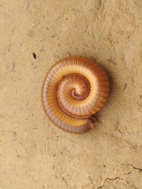 istock Spirostreptus round shape on the ground 1699782534