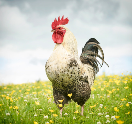 Full length portrait of a free-range, strong cockerel standing proud in a summer meadow.