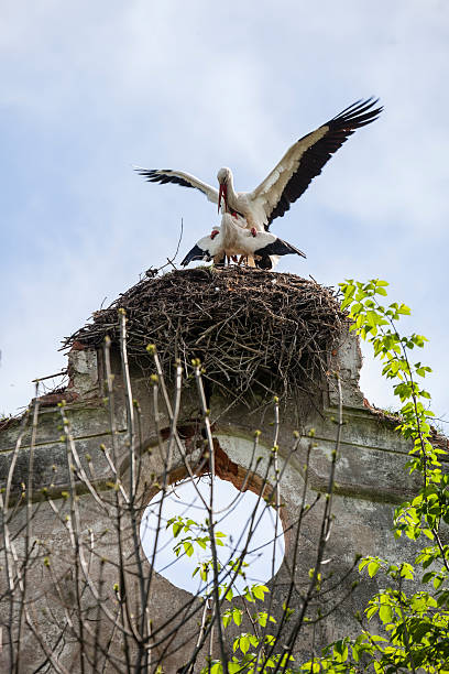 Two White Storks have sex in the nest on the top of the ruines of country estate of the old russian family Narkevich-Jodko in the small town Nadneman. Belarus, Eastern Europe.
