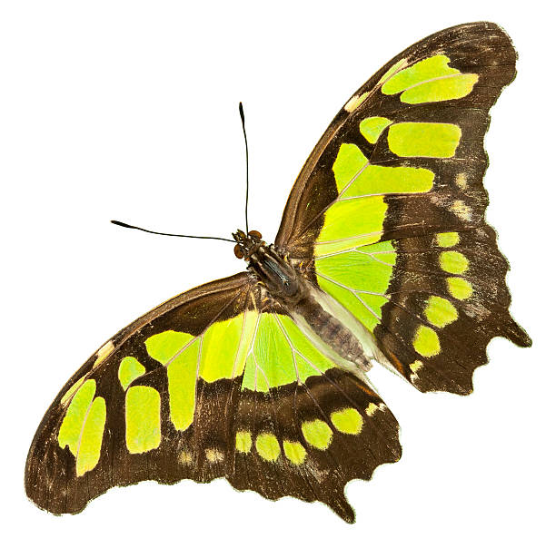 żółty, zielony motyl na białym tle, malachite - malachite butterfly zdjęcia i obrazy z banku zdjęć