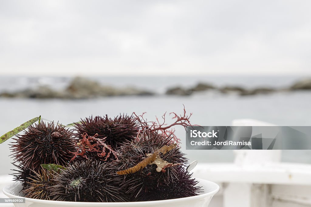urchins al mar - Foto de stock de Aire libre libre de derechos