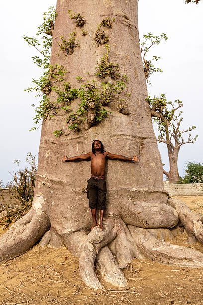 baobab - african baobab стоковые фото и изображения