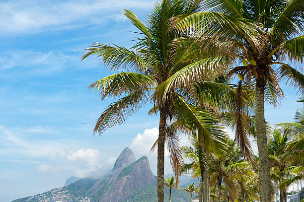 istock Rio de Janeiro Palm Trees and Two Brothers Mountain 169980956
