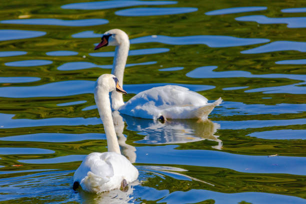 beautiful white swans floating on calm water lake