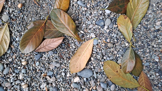 Dry jackfruit leaves on sand and rock