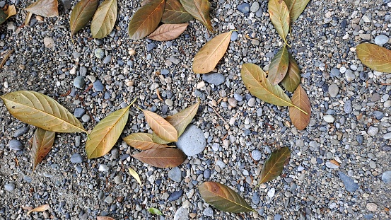 Dry jackfruit leaves on sand and rock