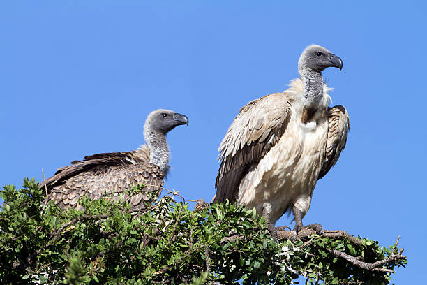 istock Vultures on a treel, Masai Mara National Park, Kenya 169981308