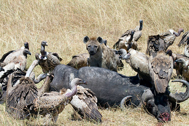 i fanatici della e hyenas, parco nazionale masai mara, kenya - picking a fight foto e immagini stock