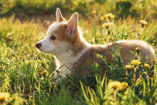 Charming Pembroke Welsh Corgi puppy quietly laying on green lawn and resting. Small and short dog with reddish white coat chilling near yellow dandelions outdoor on sunny day.