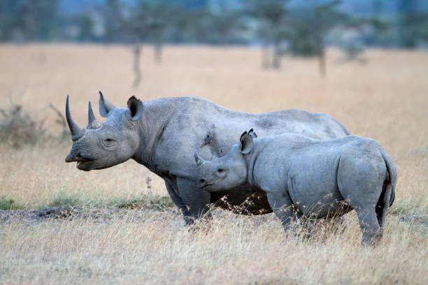 istock Black Rhinoceros with young one, Sweetwaters, Kenya 169982409