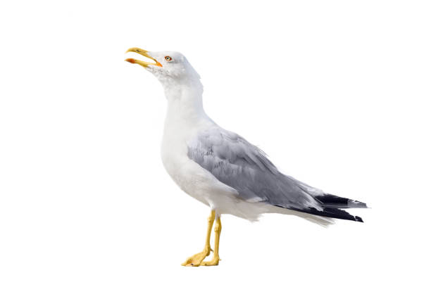 istock beautiful adult Seagull isolated 1699825952