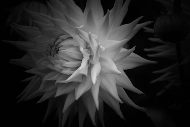 istock Beautiful white flower 1699825960