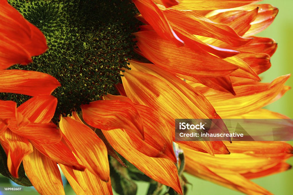 Sol flor roja - Foto de stock de Cabeza de flor libre de derechos