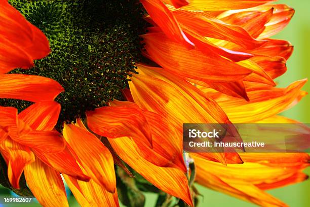 Sol Flor Roja Foto de stock y más banco de imágenes de Cabeza de flor - Cabeza de flor, Calor, Detalle de primer plano