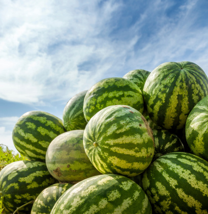 Pile of ripe watermelon on a background of cloudy sky