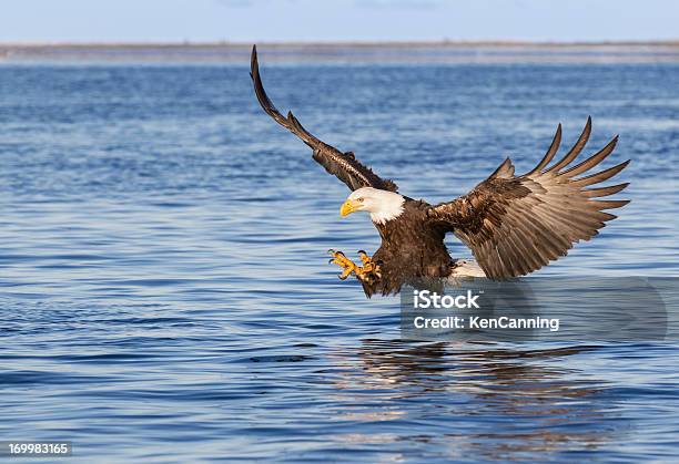 Photo libre de droit de Pygargue À Tête Blanche Volant banque d'images et plus d'images libres de droit de Activité - Activité, Aigle, Aile d'animal