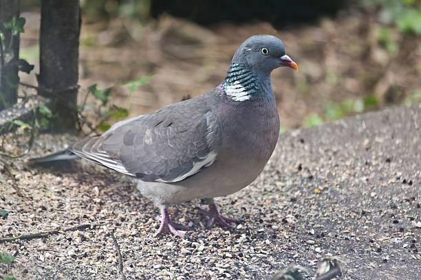A Common Wood Pigeon, usually known as simply Woodpigeon, 