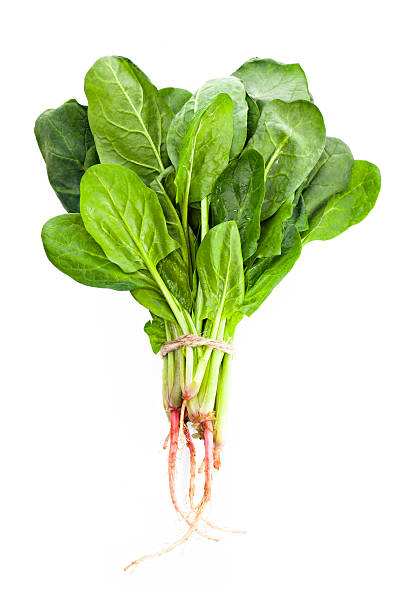 Spinach isolated bunch of spinach spinach photos stock pictures, royalty-free photos & images