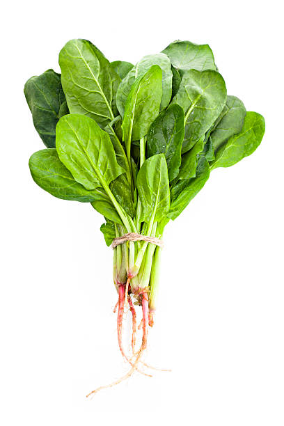 Spinach isolated bunch of spinach spinach stock pictures, royalty-free photos & images