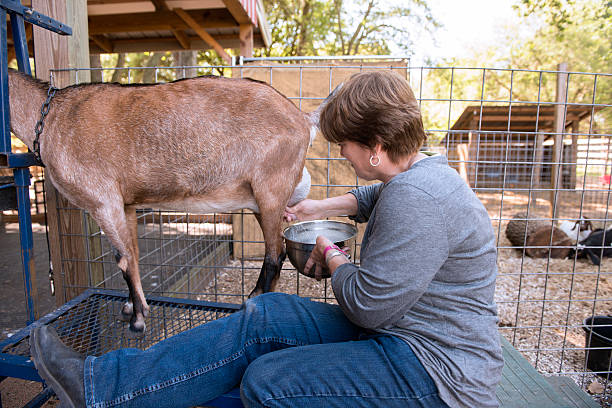 istock Woman Milking Goat 169985389
