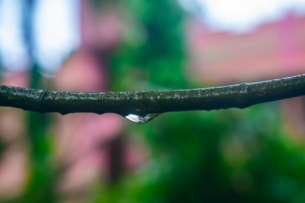 A small water drop hang on a small branch close-up macro shot.