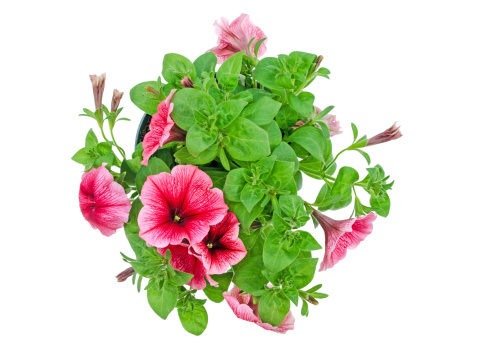 This blooming petunia has a white background.