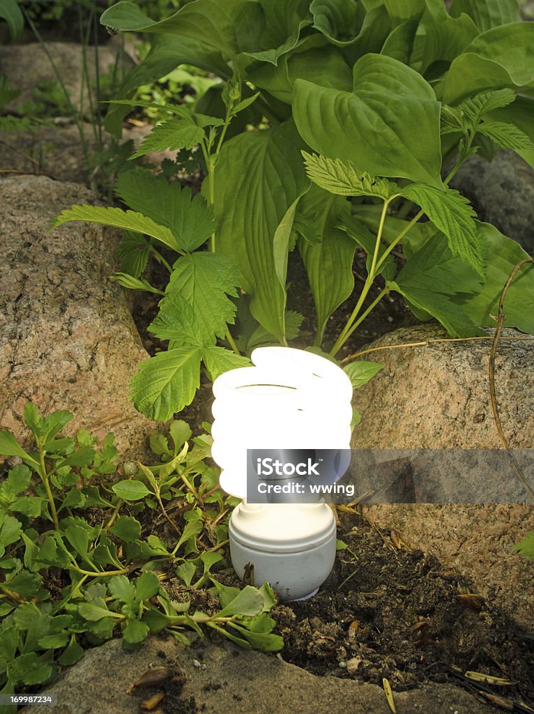 Lâmpada de poupança de energia no jardim - Foto de stock de Canteiro de Flores royalty-free