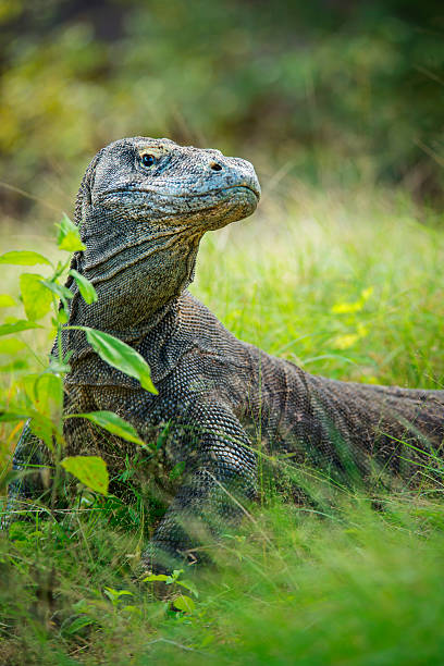 Wildlife shot of a Komodo Dragon (Varanus komodoensis) Wildlife shot of a large male Komodo Dragon (Varanus komodoensis). The Komodo Dragon (also called Komodo monitor) is the largest living species of lizard, with a maximum length of 3 metres (10 ft) and a body weight up to 70 kg (150 lb). The animal is a relict of very large lizards that once lived across Indonesia and Australia. monitor lizard stock pictures, royalty-free photos & images