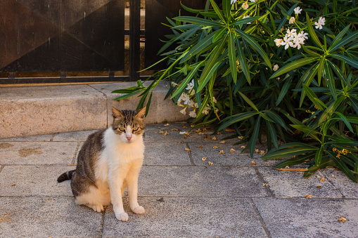 A street cat sits in the shade in the historic centre of Rovinj old town in Istria, Croatia
