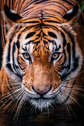 Tiger in Singapore Zoo