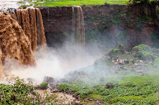 Grazing cows at Blue Nile Falls