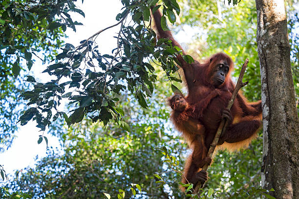 Mother and baby Orang Utan in the rainforest, wildlife shot A female Bornean orangutan (Pongo pygmaeus) with her young baby is climbing in the trees of the rainforest. Orang Utans are critically endangered, mostly because their habitat has decreased rapidly due to logging, forest fires and the conversion from tropical forests into palm oil plantations.  iucn red list photos stock pictures, royalty-free photos & images