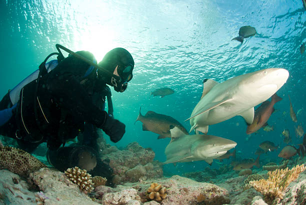 istock diver near two sharks 169989734