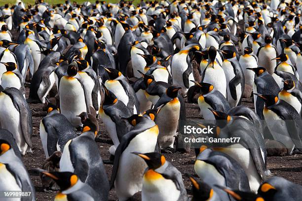 キングペンギンコロニーフォークランド諸島 - フォークランド諸島のストックフォトや画像を多数ご用意 - フォークランド諸島, フォークランド諸島ボランティアポイント, ペンギン