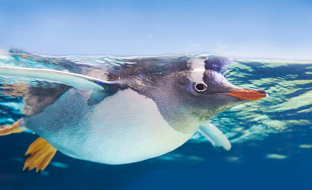 Gentoo penguin swimming underwater Gentoo penguin swimming underwater gentoo penguin photos stock pictures, royalty-free photos & images