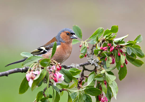 istock Male Chaffinch (Fringilla coelebs) on twig with apple blossom 169990985