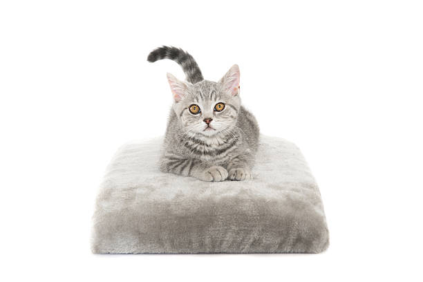 Free Stock Photo of Gray and White Cat Laying on Top of a Bed ...