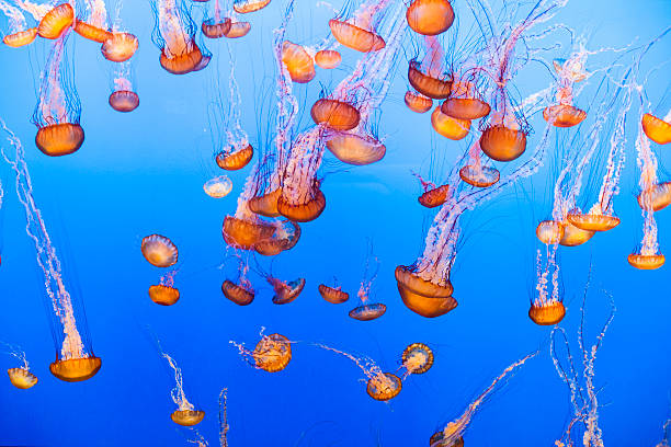 medusa - scyphozoan foto e immagini stock