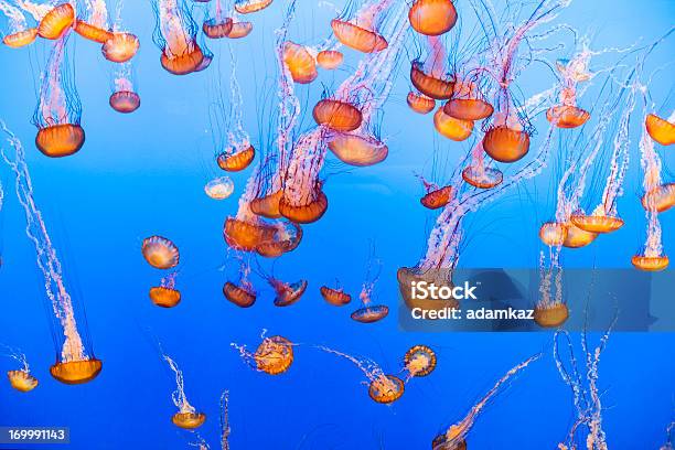 Foto de Águaviva e mais fotos de stock de Medusa - Cnidário - Medusa - Cnidário, Colorido, Chrysaora