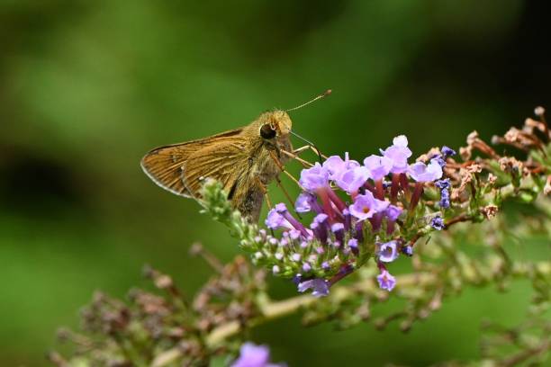 istock A Common straight swift ( Parnara gutata ). Lepidoptera hesperioidea butterfly. 1699917341
