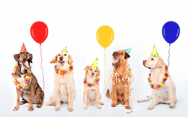 šťastní party psi - irský teriér - stock snímky, obrázky a fotky