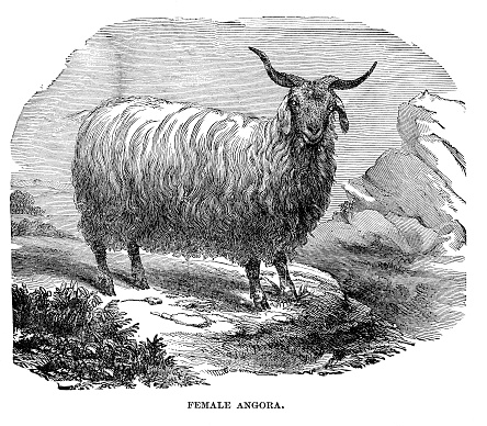 Engraving of an Angora ewe. J W Orr engraver. In The New Cyclopedia of Live Stock and Complete Stock Doctor, 1900.  Periam and Baker 1882.