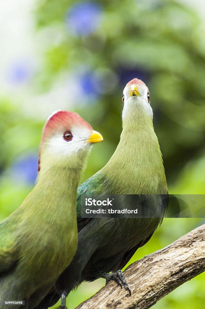 Red Crested Touraco A Pair Of Courting Red Crested Touraco's Found In Angola Animal Stock Photo