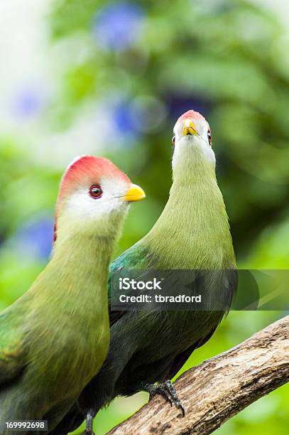 Red Crested Touraco Stock Photo - Download Image Now - Animal, Animal Behavior, Animal Wildlife